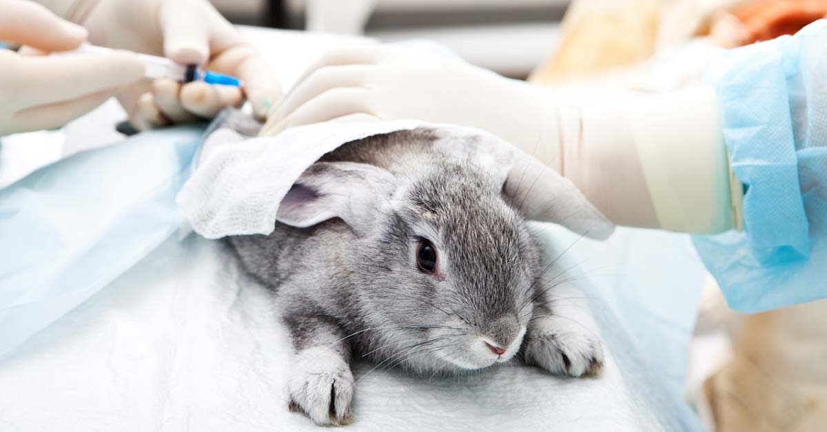 California prohíbe la venta de productos cosméticos que se hayan probado en animales