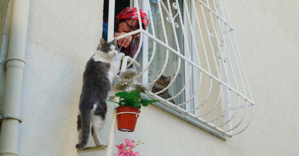 Ella puso una escalerita para que los gatos de la calle puedan entrar cuando hace frío