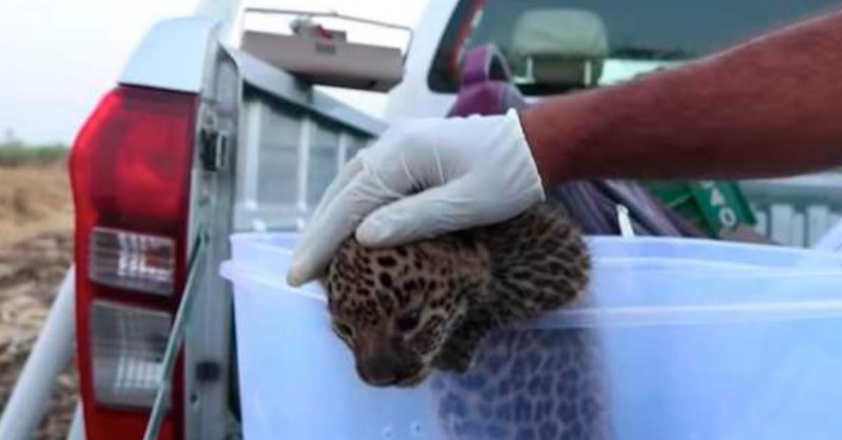 A este leopardito se le perdió su mamá pero sus nuevos amigos lo ayudarán