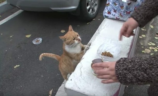 gata solo recibe comida en bolsas