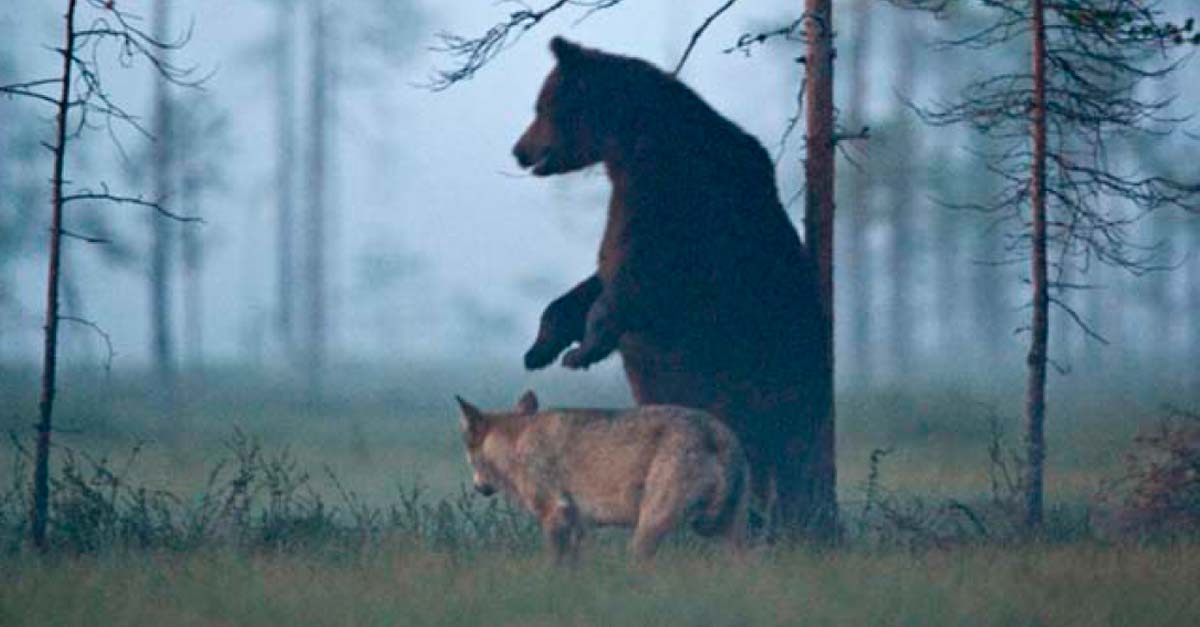 Fotógrafo retrata la hermosa amistad de un oso y un lobo en estado salvaje