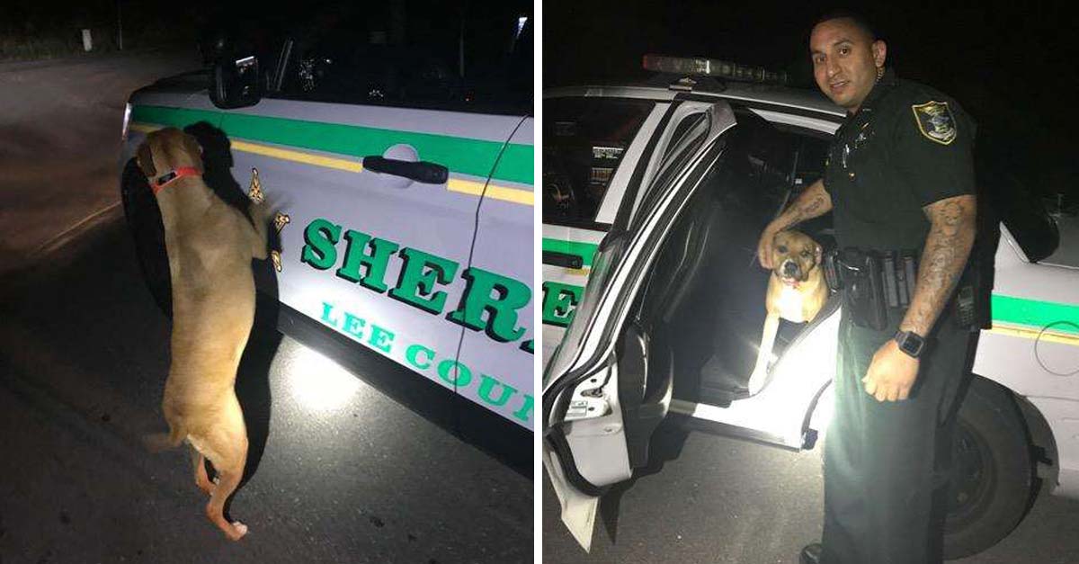 Este perrito se perdió y le pidió a un policía que le ayudara a volver con su familia