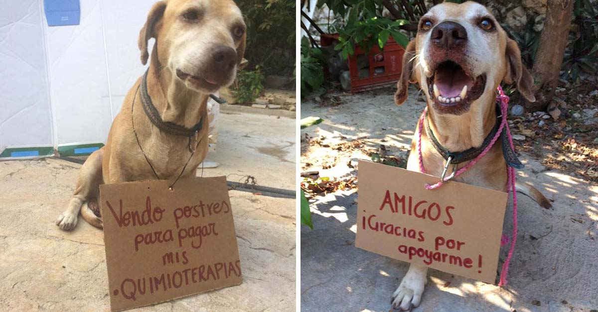 Este perrito logró pagar su tratamiento médico vendiendo postres por Facebook