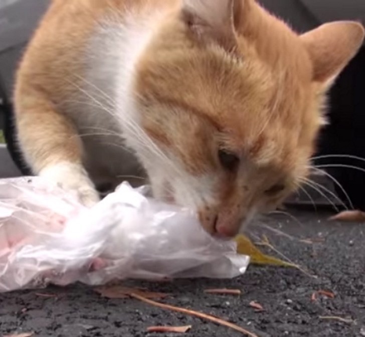 gata solo recibe comida en bolsas
