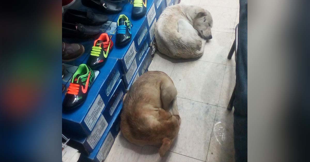 Esta zapatería es un refugio para los perritos callejeros en días lluviosos