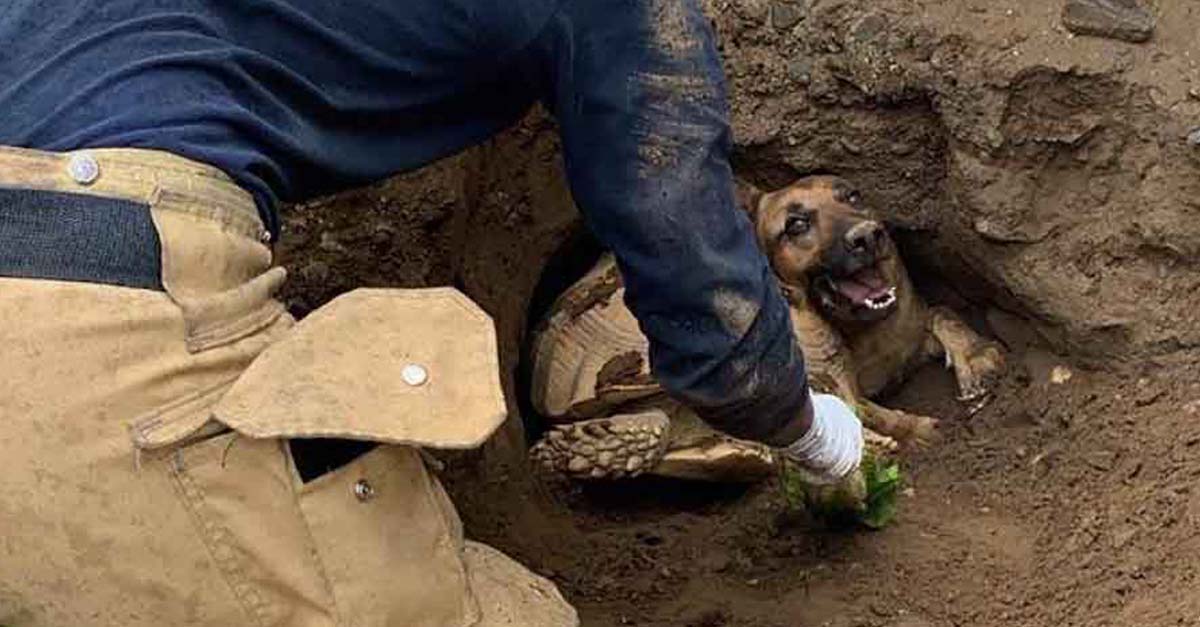 Así fue como un hombre, un perro y una tortuga quedaron atrapados en un hueco