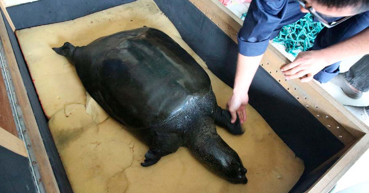 La última tortuga hembra de caparazón blando del mundo acaba de irse