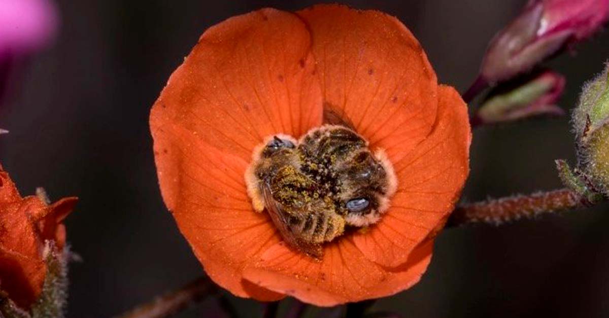 Foto de fantasía, fotógrafo capta dos abejitas durmiendo abrazadas en una flor