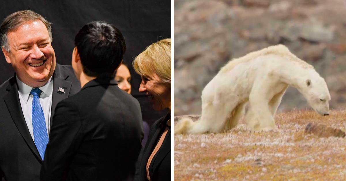 El oso polar puede perder la esperanza, EEUU no quiso firmar acuerdo del cambio climático