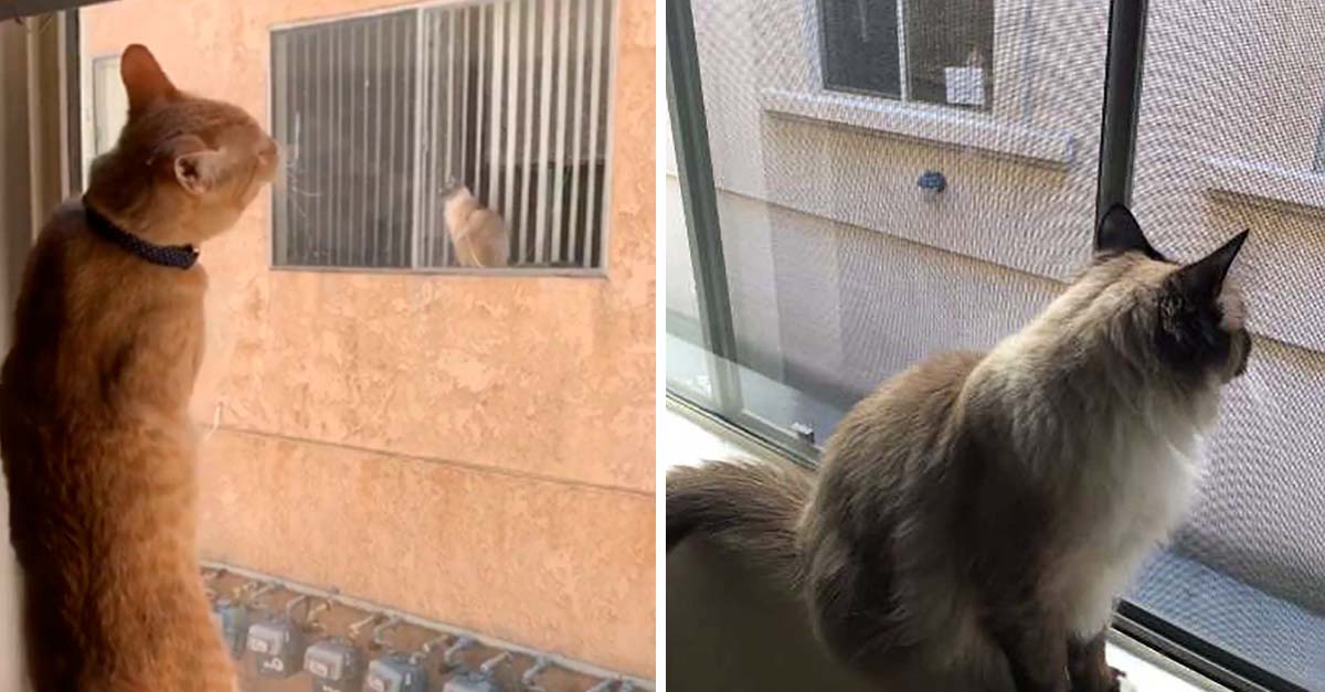 Gatitos vecinitos se hicieron los mejores amigos del mundo a través de una ventana