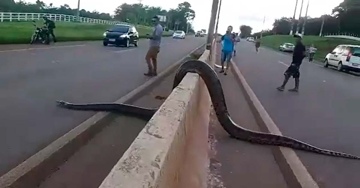 Estos chicos en Brasil ayudaron a pasar la calle a una impresionante anaconda