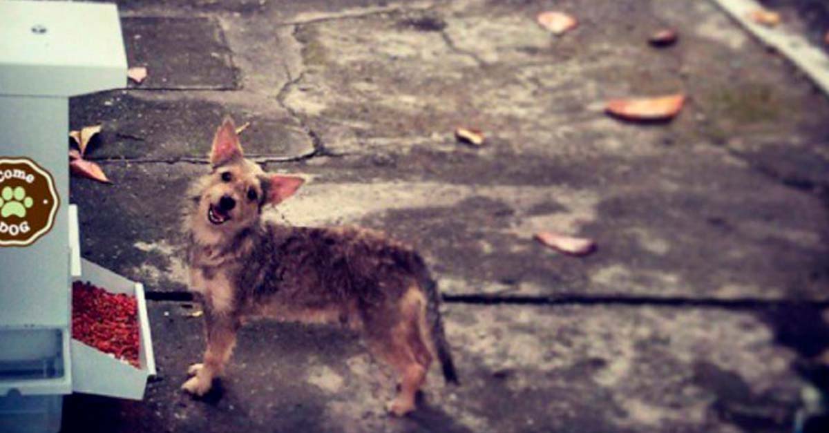 Estudiante mexicana inventa croquetas anticonceptivas para los perritos de la calle