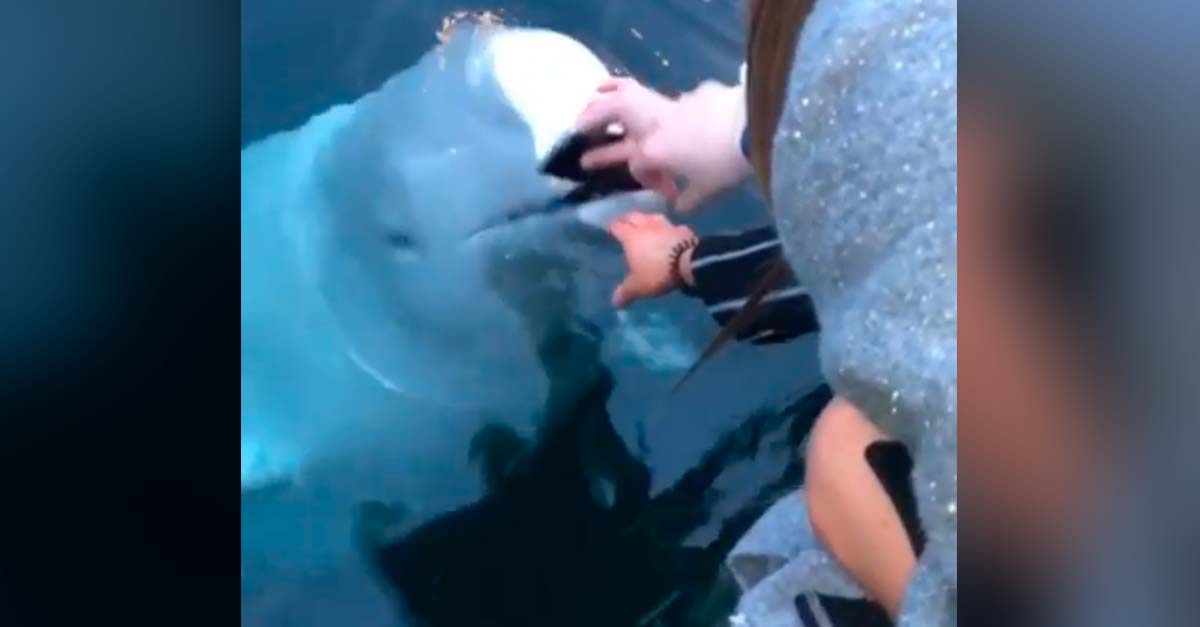 Ballena beluga devuelve teléfono a una pasajera de un barco que se le cayó al agua