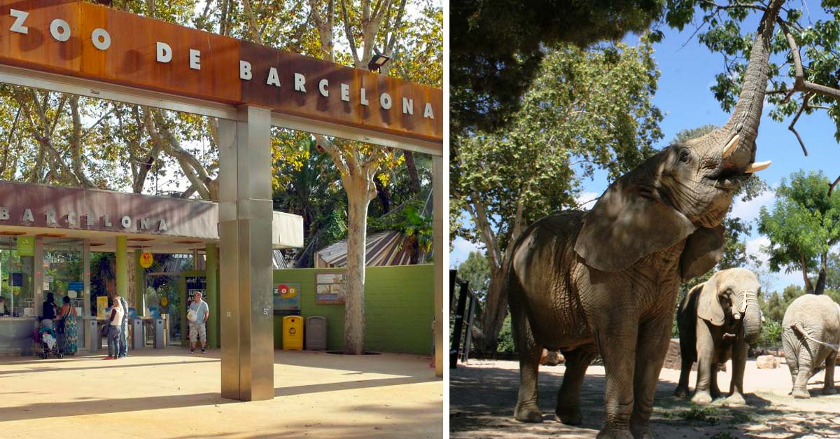 Zoológico de Barcelona cierra para convertirse en el primer parque animalista de Europa