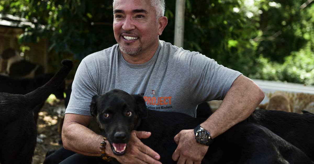 Lo dice Cesar Millán: los mejores perros de compañía son los callejeros