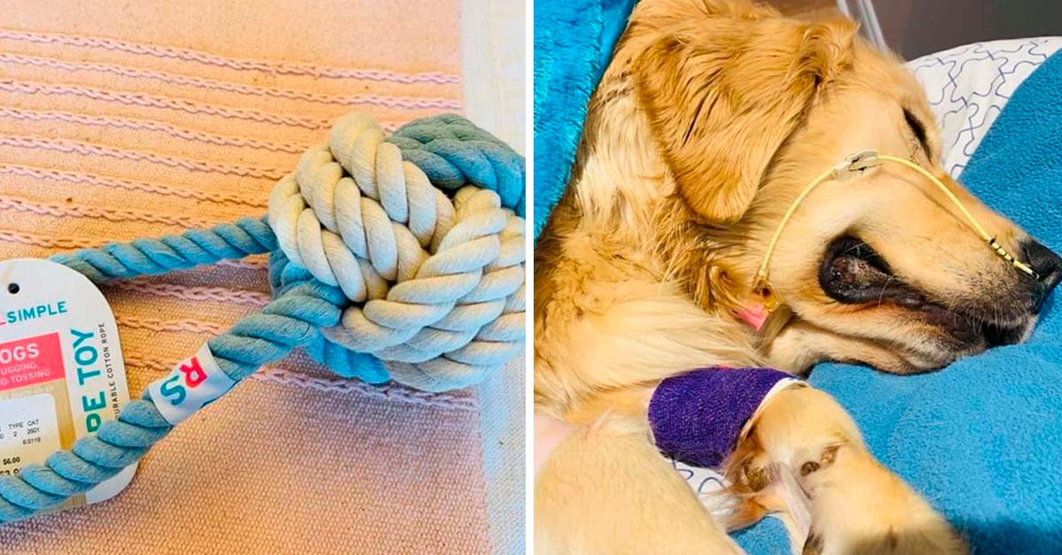 Familia cuenta cómo un juguete de cuerda cobró la vida de su amada perrita