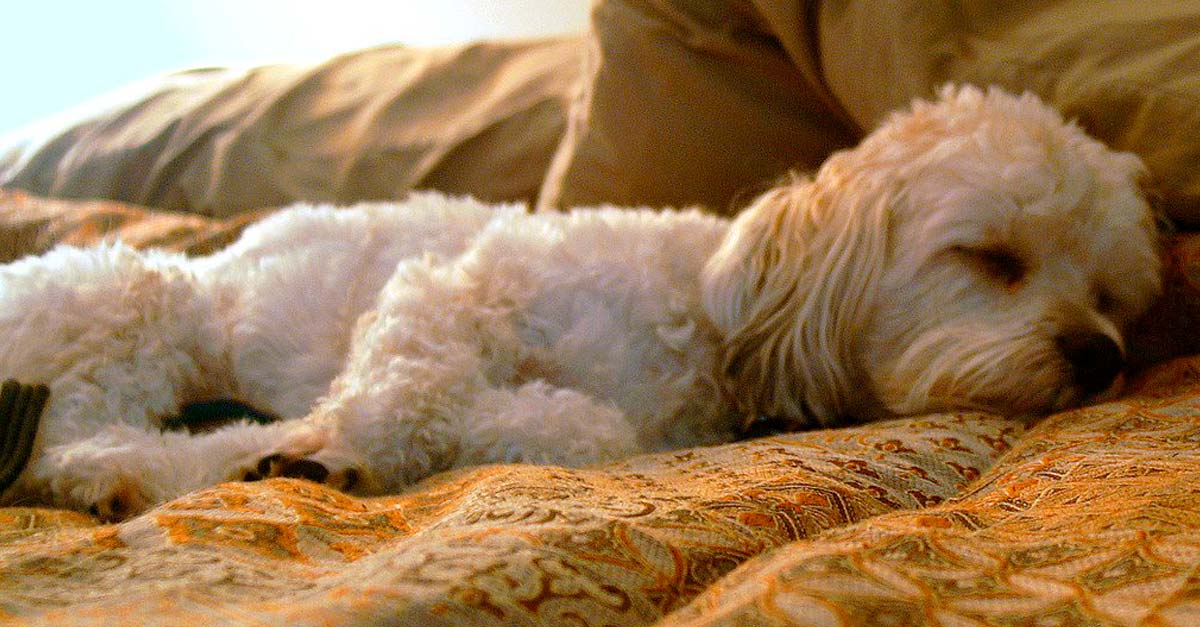 Estudio científico dice que tu perrito sueña contigo mientras duerme