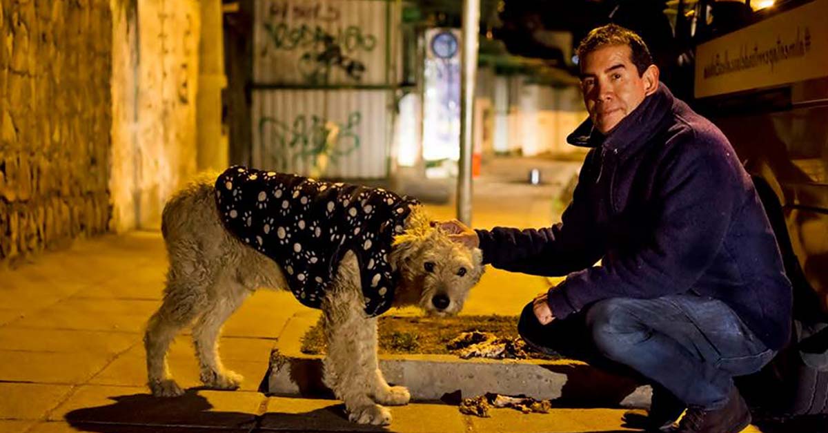 Abandonó su exitosa carrera para dedicar su vida al cuidado de los perritos de la calle