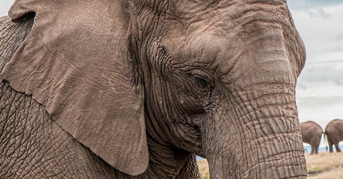 Lloramos hoy por los elefantes, Bostwana levanta la prohibición a la caza de elefantes