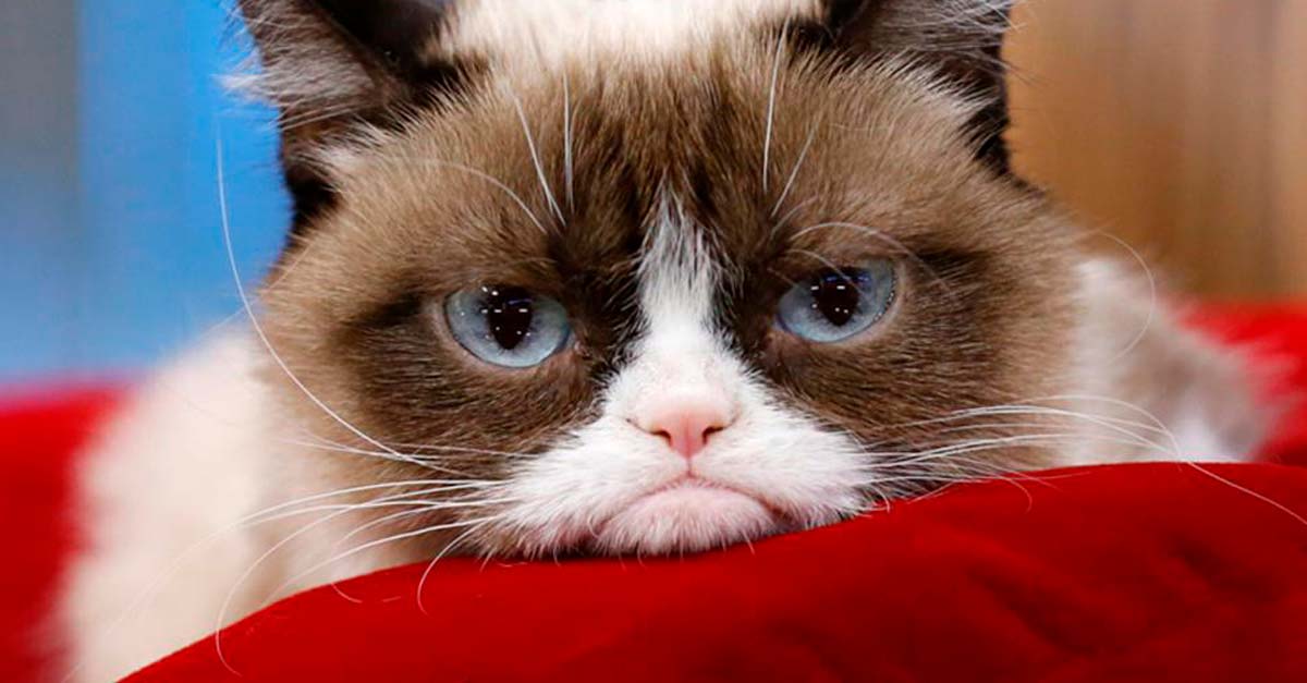 Internet pierde a una de sus estrellas más hermosas, fallece Grumpy Cat