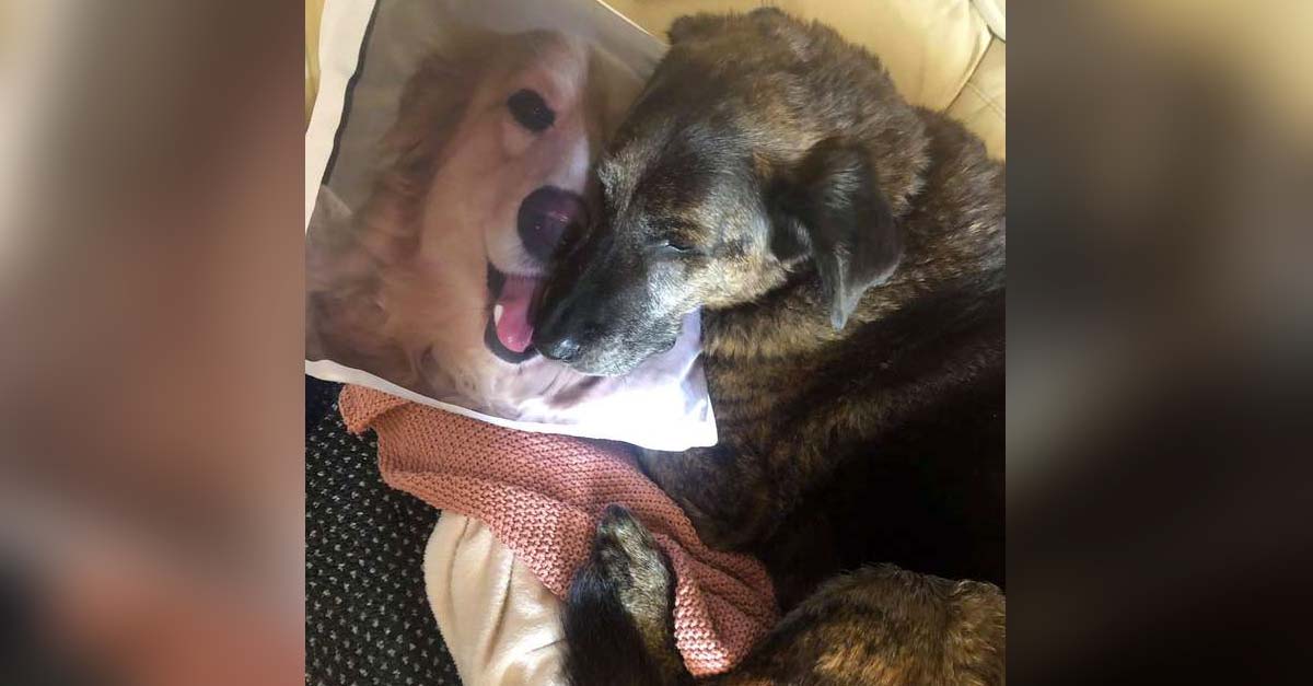 Perrito no deja de abrazar la almohada con la foto de su hermanito fallecido