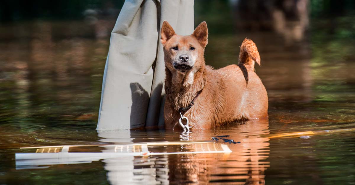 Ley en Florida haría ilegal abandonar perritos a su suerte en un desastre natural