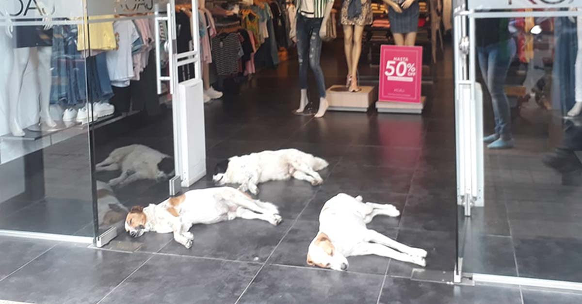 Tienda de ropa le comparte aire acondicionado a perritos callejeros que huyen del calor