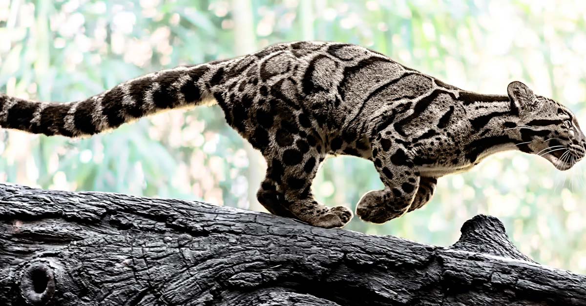 No está extinto, reportan primer avistamiento del leopardo nublado en 30 años