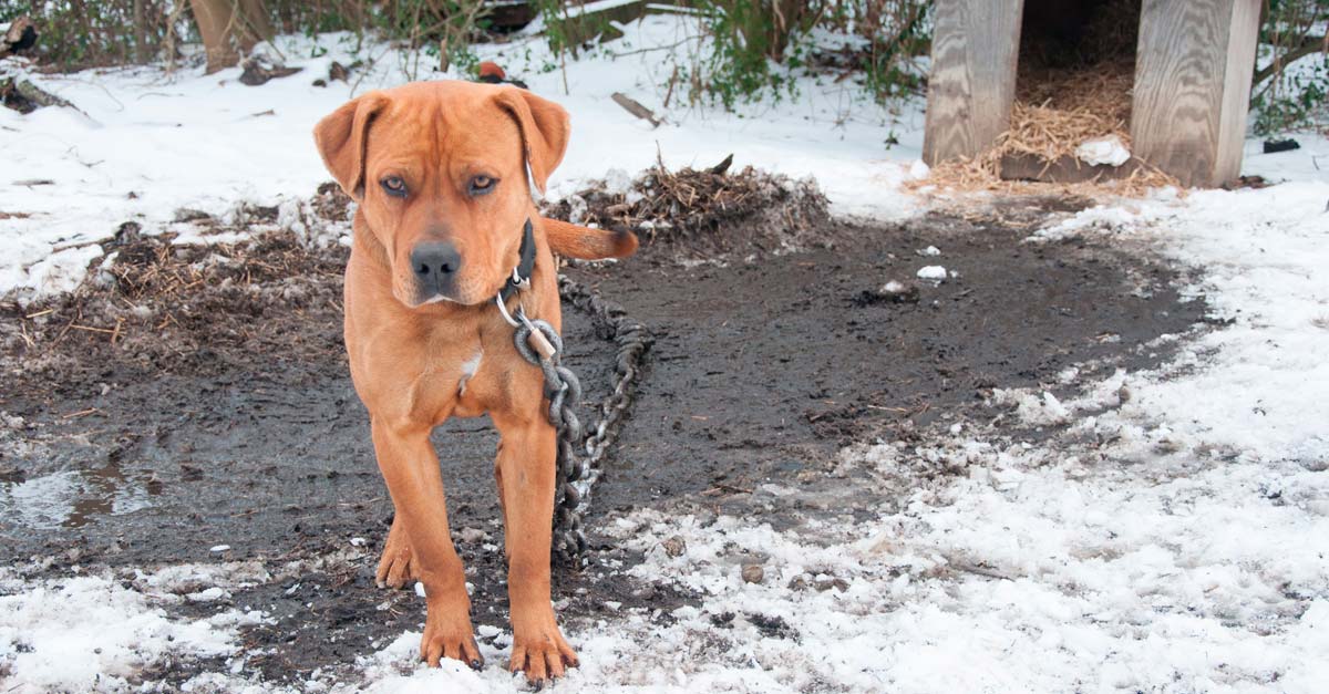 Nueva ley impondrá fuertes multas a los que se atrevan a dejar perritos en el frío