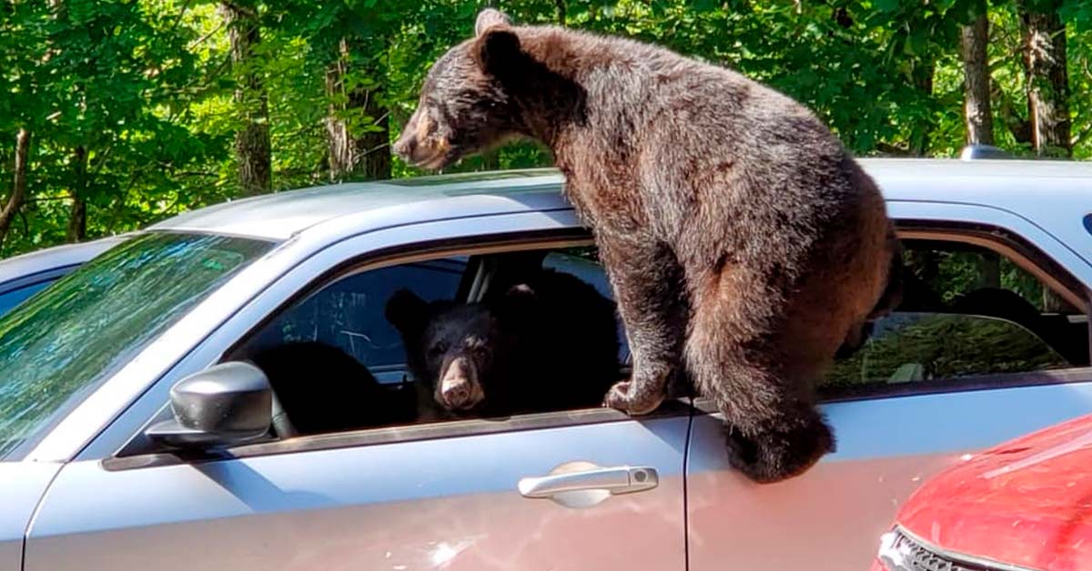 Un chico fue de vacaciones al bosque y unos ositos bebé intentaron robar su auto