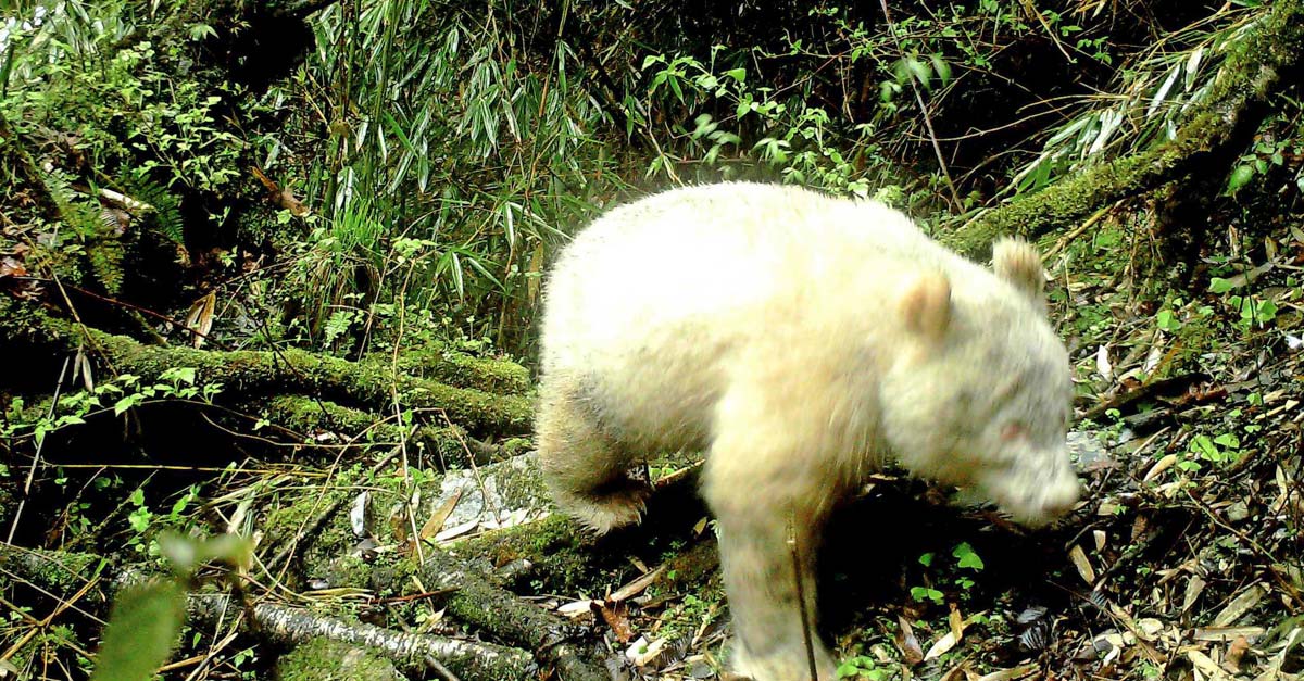Imágenes únicas, por primera vez en la historia un panda albino es avistado