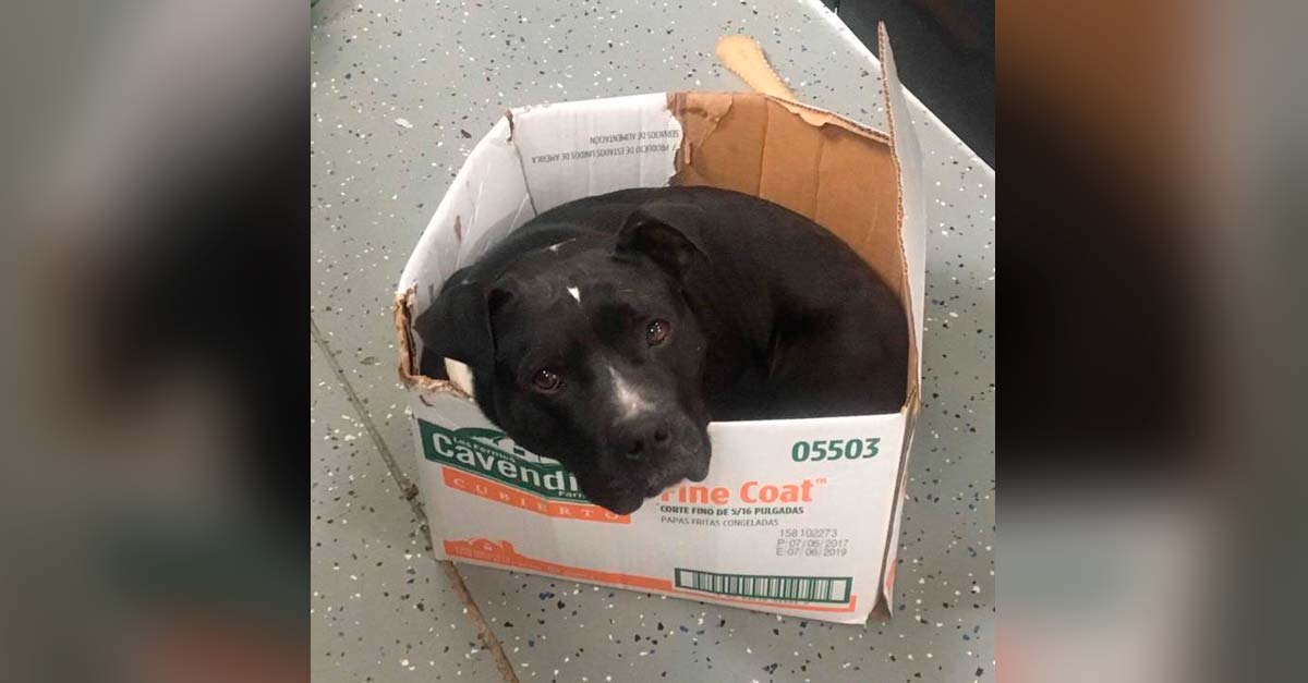 Desde que fue rescatado este perrito no puede abandonar la seguridad de su cajita
