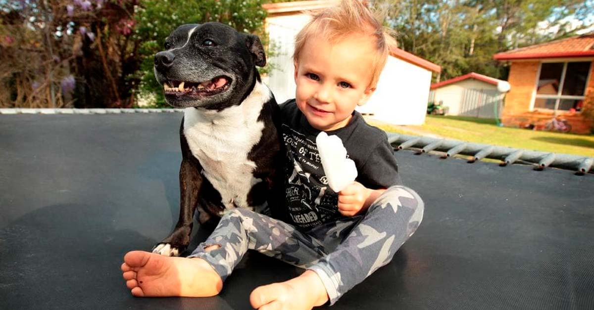 Esta perrita se lanzó a un lago para salvar la vida del que considera su hermanito menor