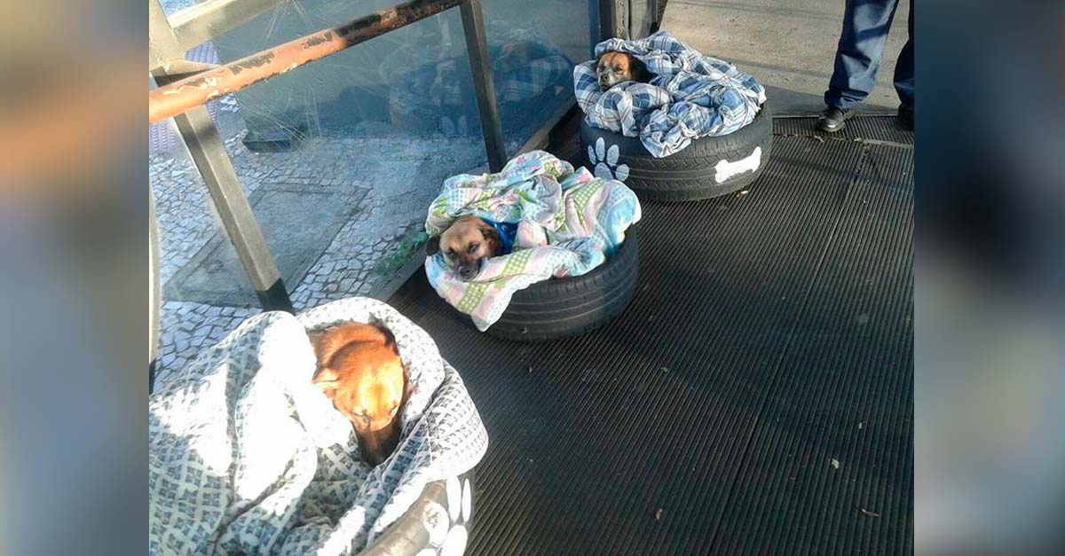 Estación de autobuses les hizo camitas con llantas a los perritos de la calle