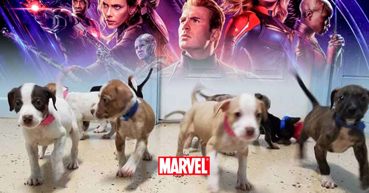 Refugio pone nombres de Avengers a estos cachorros para que los adopten más rápido