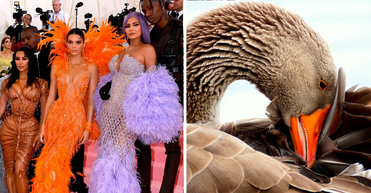 Peta informa a los invitados a la Met Gala que las plumas son tan crueles como las pieles *