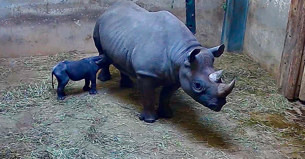 Hoy nació un rinoceronte negro en Chicago, lentamente la especie se recupera