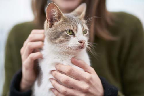 Según la ciencia, la manera de ser de los gatos es el reflejo de nuestro comportamiento 2