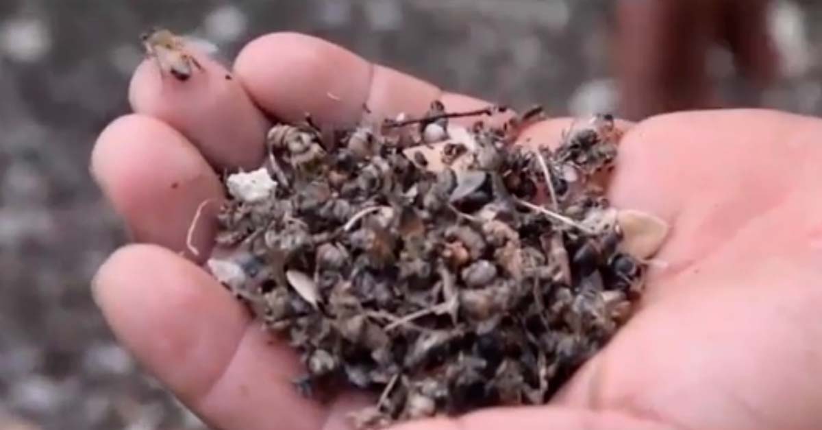Pesticida acabó con casi 4 millones de abejas de un día para otro en colmena mexicana