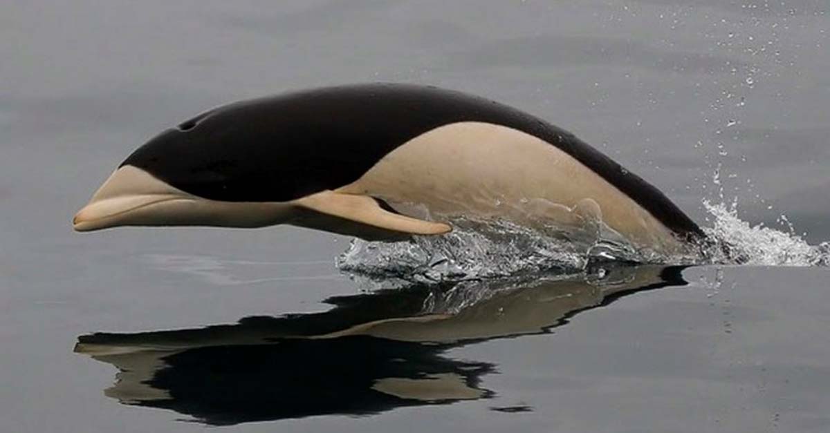 Primeras fotografías del extraño Delfín Liso en las aguas del estrecho de Magallanes