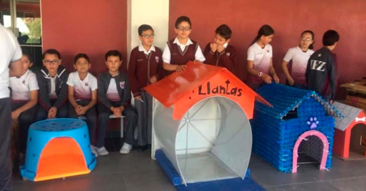 Escuela pone como proyecto de clase hacerle casitas a los perritos de la calle