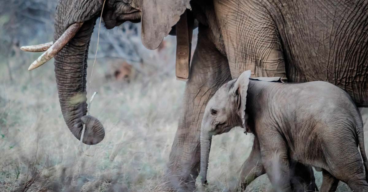 Tras nuevas leyes en Mozambique, reportan 0 fallecimientos de elefantes en el último año