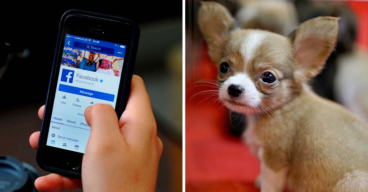 Facebook prohíbe la venta de animales a través de su plataforma