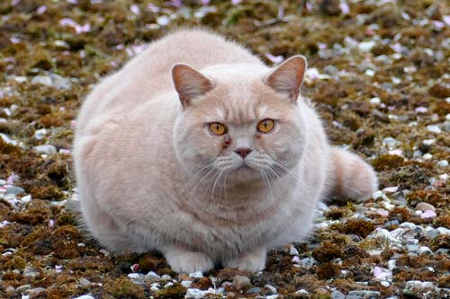 Según la ciencia, la manera de ser de los gatos es el reflejo de nuestro comportamiento 4