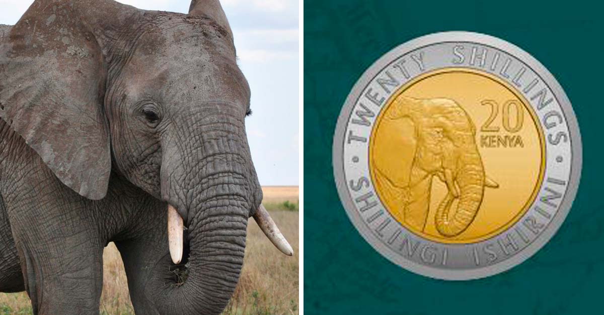 Kenia sustituye a los políticos por animales africanos en sus nuevas monedas