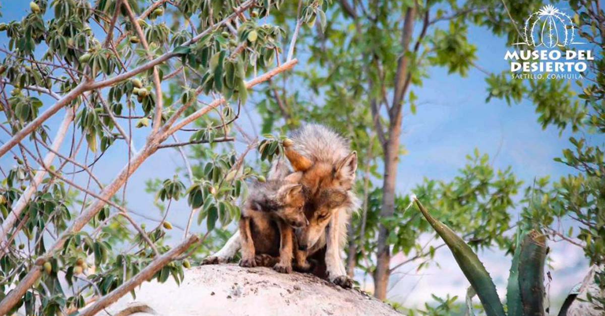 Nacen en el Museo del Desierto cachorros del casi extinto lobo gris mexicano