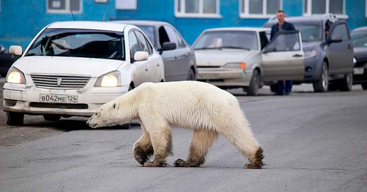 La escasez de comida está empujando a los osos polares a adentrarse en las ciudades