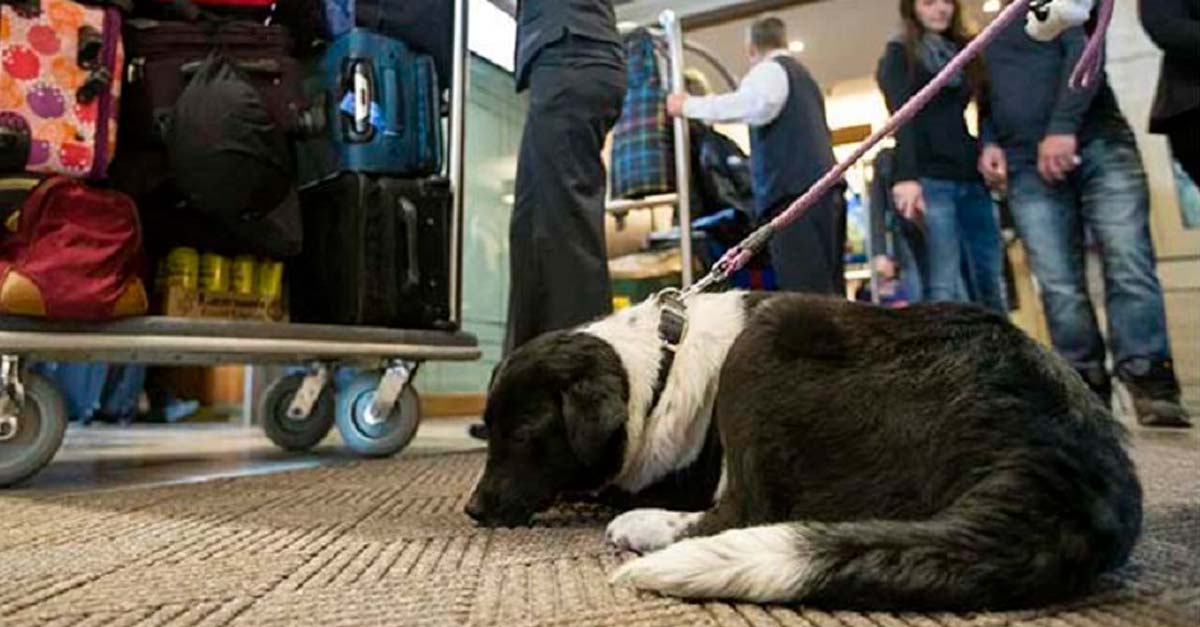 Hotel alberga a perros sin hogar y si los huéspedes quieren los pueden adoptar