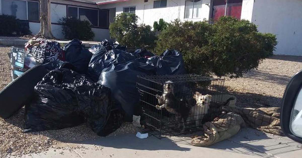 Se mudaron de casa y sólo dejaron basura y a sus dos perritos en una jaula