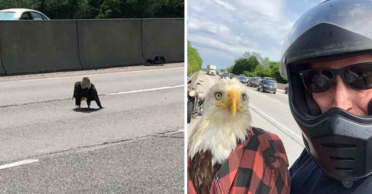 Motociclista le salvó la vida a un águila herida que estaba atrapada en medio del tráfico
